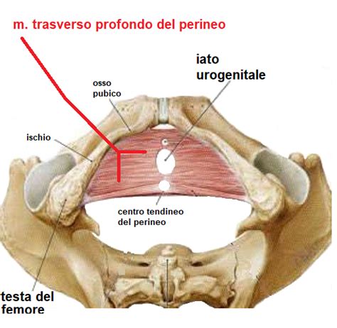 Pavimento Pelvico Fertilitycenter