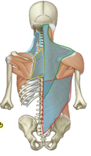 Back And Trunk Muscles Flashcards Quizlet