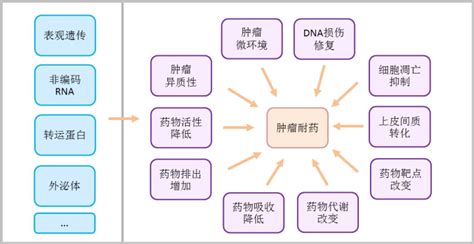 精准肿瘤模型构建——肿瘤耐药研究 知乎