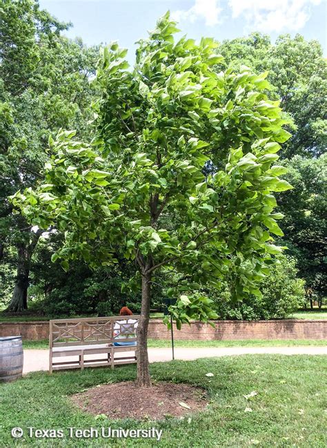 Northern Catalpa Woody Plant Finder Comprehensive Landscape Plant