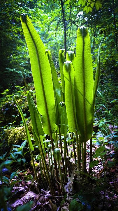 Planta Hoja Naturaleza Al Aire Foto Gratis En Pixabay Pixabay