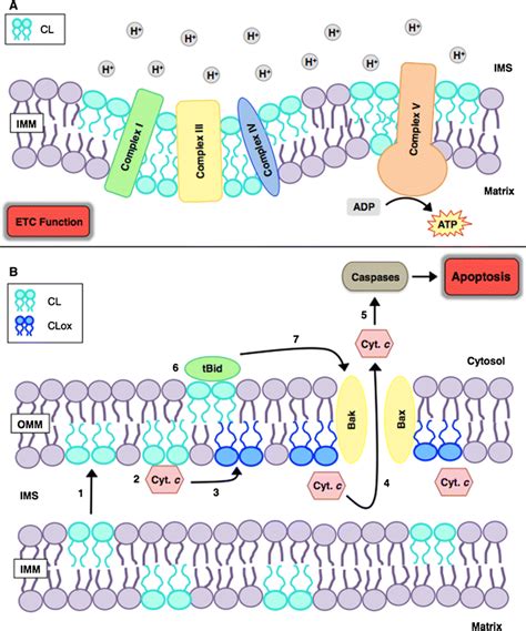 The biological functions of cardiolipin in the mitochondria. a ...