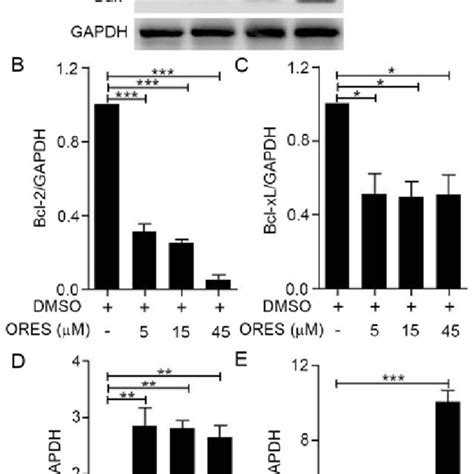 OreS Modulates Apoptotic Signaling Pathways In Saos 2 Cells Saos 2