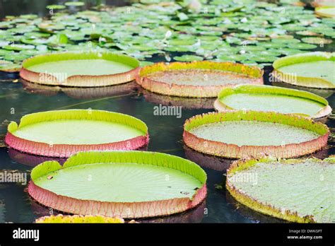 Lily Pads Stock Photos And Lily Pads Stock Images Alamy