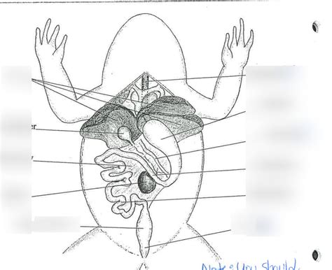 frog dissection Diagram | Quizlet