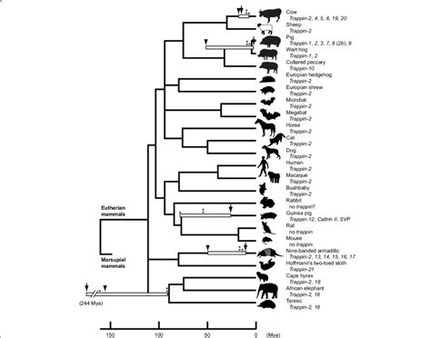 History of the evolution of trappin genes in mammals. Phylogeny of... | Download Scientific Diagram