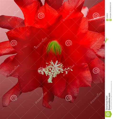 Flowering of a cactus stock photo. Image of botanic, pollen - 5308912