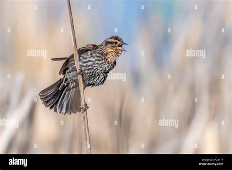 Female Red Winged Blackbird Agelaius Phoeniceus Perched On Cattails