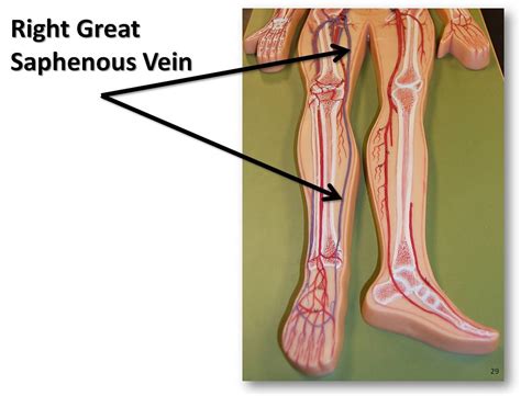 Right Great Saphenous Vein The Anatomy Of The Veins Visu Flickr