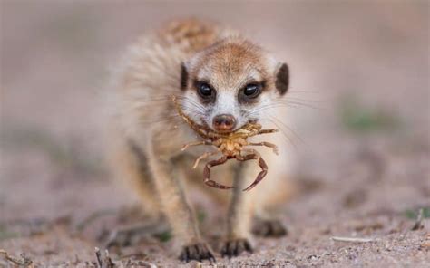 Marvellous meerkats: top 5 facts that will fascinate you! - Newquay Zoo