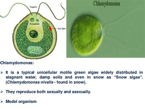 Classification of algae