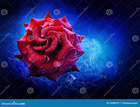 magic rose stock image image  closeup feelings drops