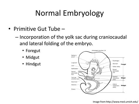 PPT Embryology And Anatomy Of The Gastrointestinal Tract PowerPoint