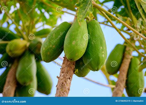 Tropical Green Papaya Fruits Hanging On Tree Stock Image Image Of