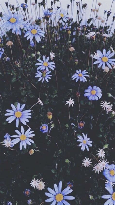 100 Aesthetic Floral Wallpapers For Free