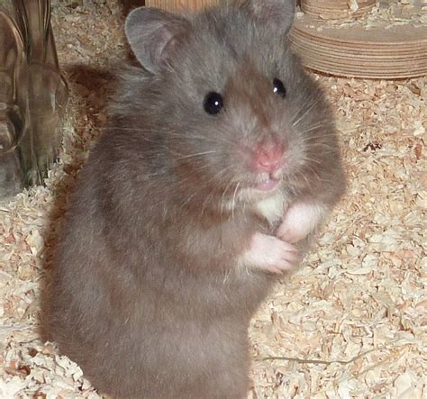 Albums 94 Pictures Pictures Of Long Haired Hamsters Superb