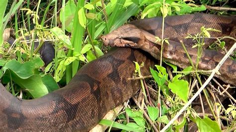 JIBOIA CONSTRITORA Serpente BOA CONSTRICTOR RED TAILED BOA COMMON