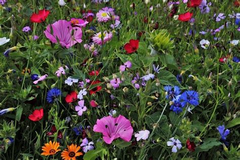 All Perennial Wild Flower Mix Pollinator Food Garden Heirloom