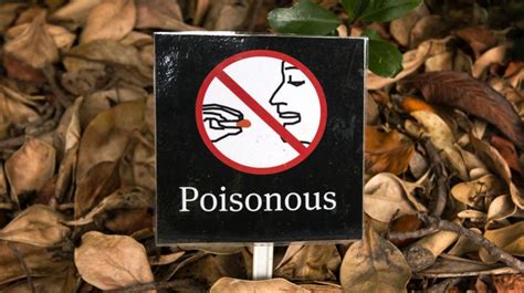 Wilderness Survival Skills A Guide To Identifying Poisonous Plants