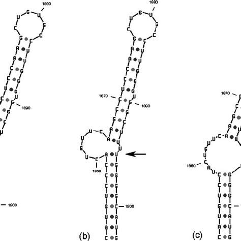 Rna Secondary Structures As Predicted By The Mfold Algorithm Genotype