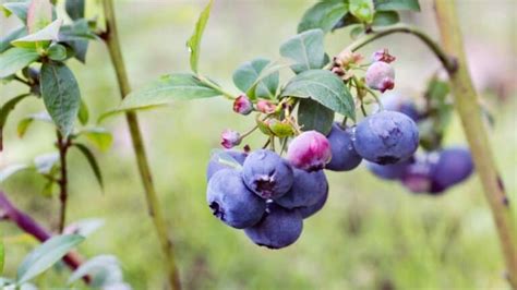 The Best Blueberry Plant Variety — Yummy!