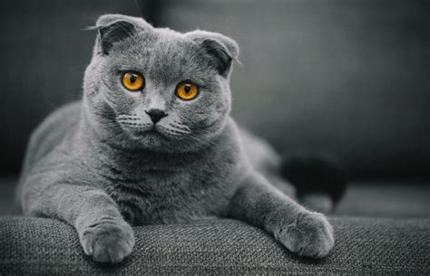 Scottish Fold Cat Breed History and Information | LoveToKnow Pets