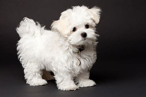 15 Low-Maintenance Hypoallergenic Dogs for Adoption