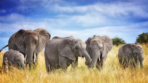 African Elephants In Tsavo East National Park Kenya Bing Gallery