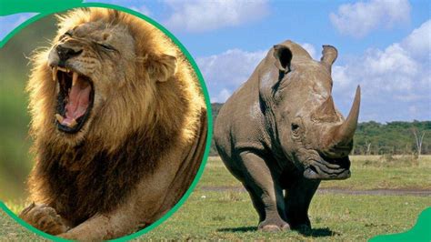 The Big 5 animals: What they are and where to find them - Briefly.co.za