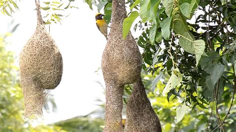 Indian Weaver Bird