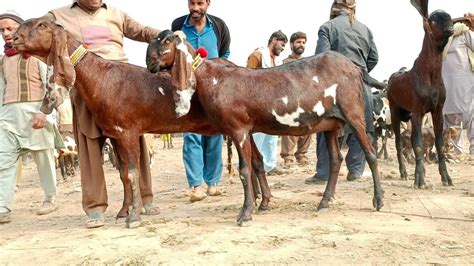 Goat Farming Beetal Bakriyan Cheap Rate Main Gabhan Or Bachon Wali