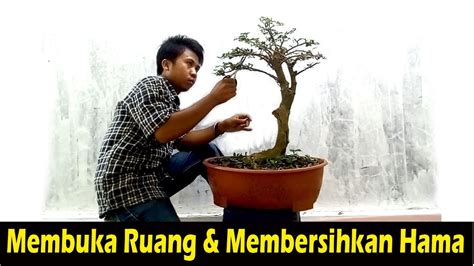 Pruning Bonsai Serut Hasil Dongkelan YouTube