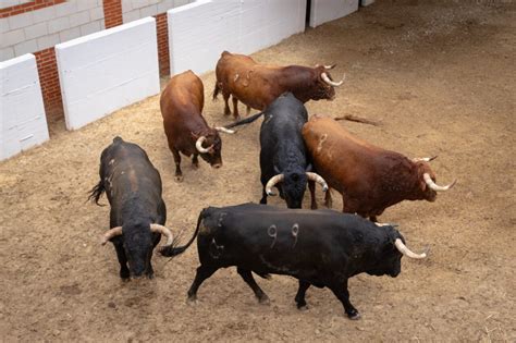 Pablo Hermoso se despide de Algeciras con Bucanero de Fermín Bohórquez