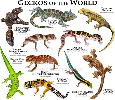 Geckos of the World by rogerdhall on DeviantArt