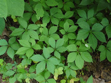 Virginia creeper | Identify that Plant