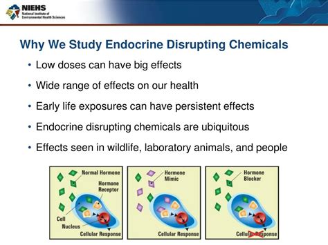 Ppt Endocrine Disruptors Where Do We Go From Here Powerpoint