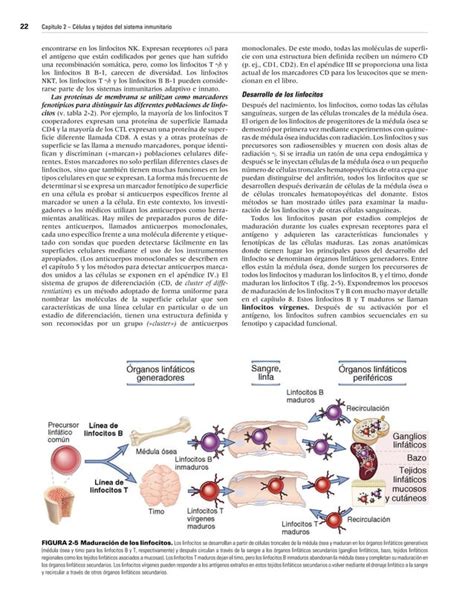 Inmunologia Celular Y Molecular De Abbas Ma Edicion Pdf