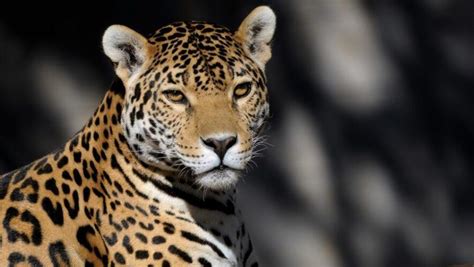 Video avistamientos de cachorros de jaguar en Petén