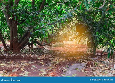 Mango Garden Beautiful View Mango Trees On Farm Agriculture Of Mango