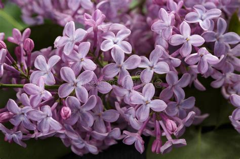 Purple Lilac Flower On Old Oak Table Stock Image Image Of Floral