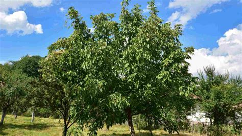 How To Plant Grow Care For Walnut Tree Complete Guide