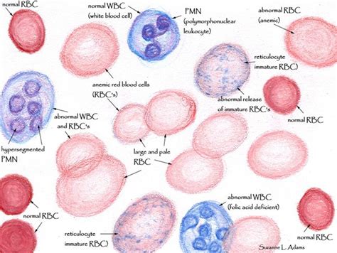 Red Blood Cell Drawing At Explore Collection Of