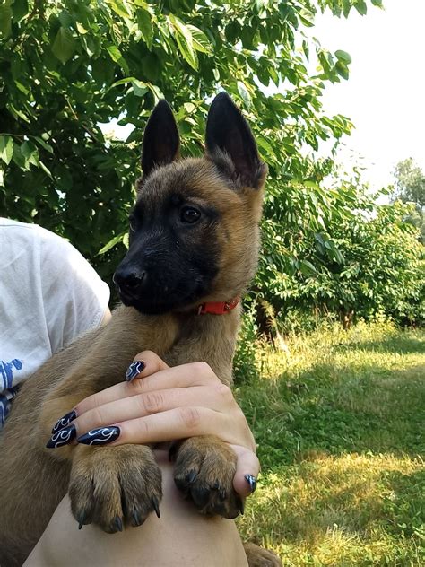 Owczarek Belgijski Malinois Busko Zdr J Olx Pl