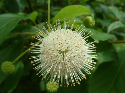 Cephalanthus Occidentalis Jersey Friendly Yards