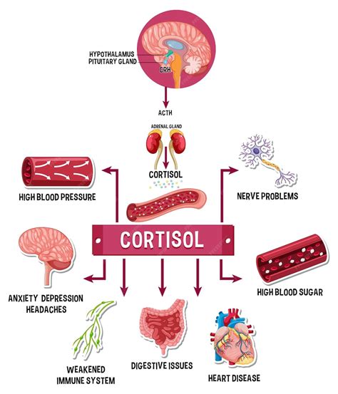 Schéma Du Système De Cortisol De Stress Vecteur Gratuite