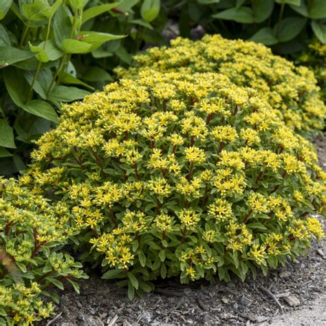 Sedum Ground Cover