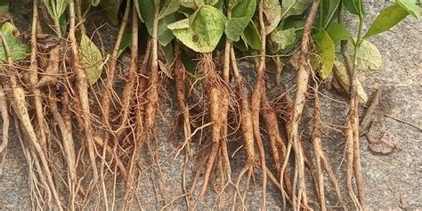 Teak Roots Stumps Jhadi At Piece Root Shoot In Guntur Id