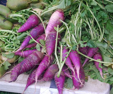 How To Grow Radishes The Full Guide