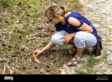 Woman Picking Mushrooms In The Forest Mushrooming Stock Photo Alamy