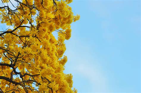 Yellow Tree Wallpapers - Top Free Yellow Tree Backgrounds - WallpaperAccess